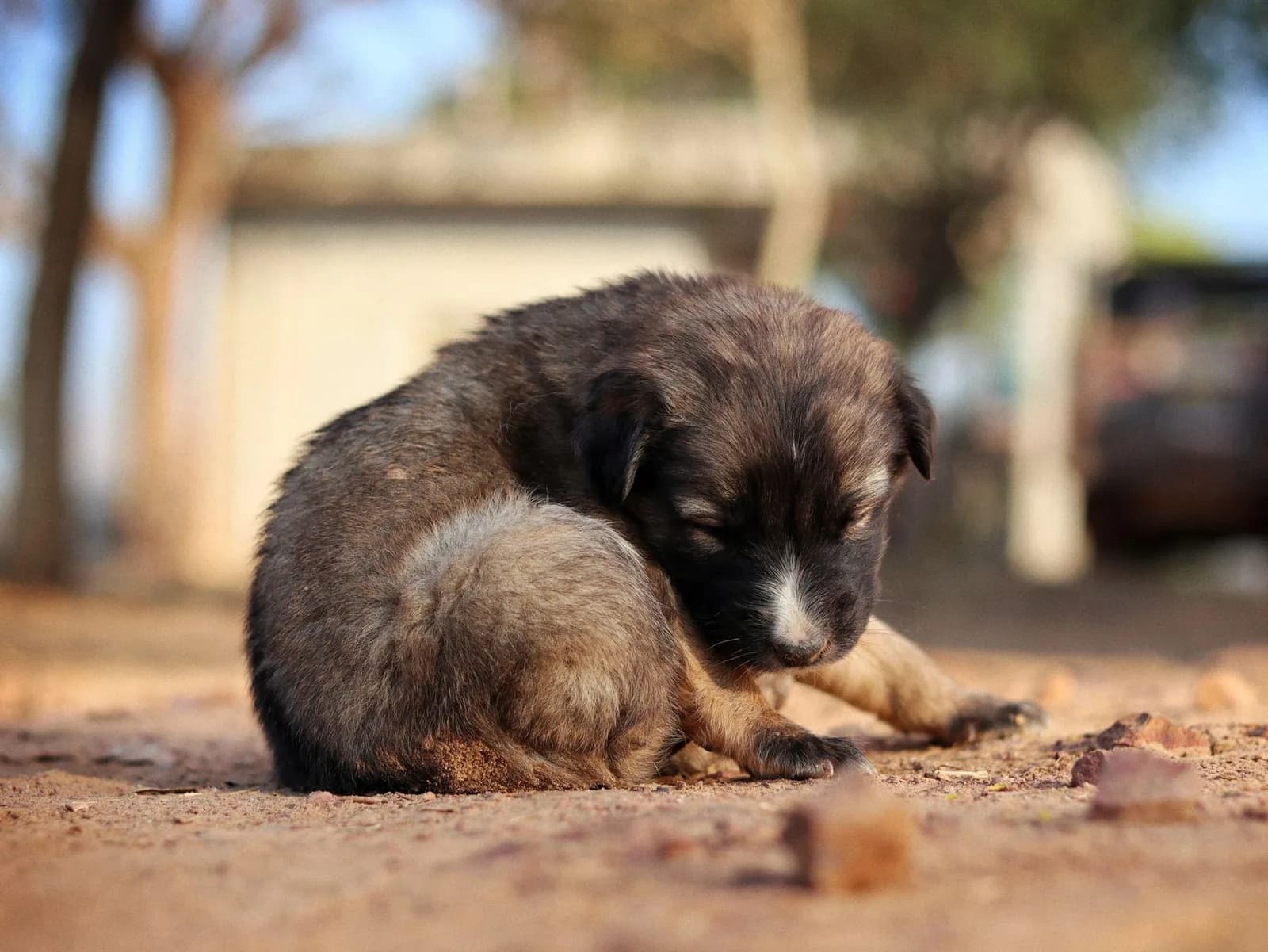 Chiots de garde vaccinés